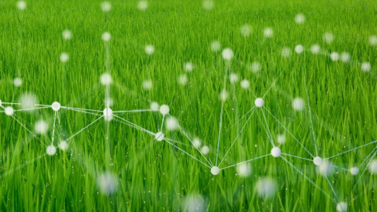 Connected fields