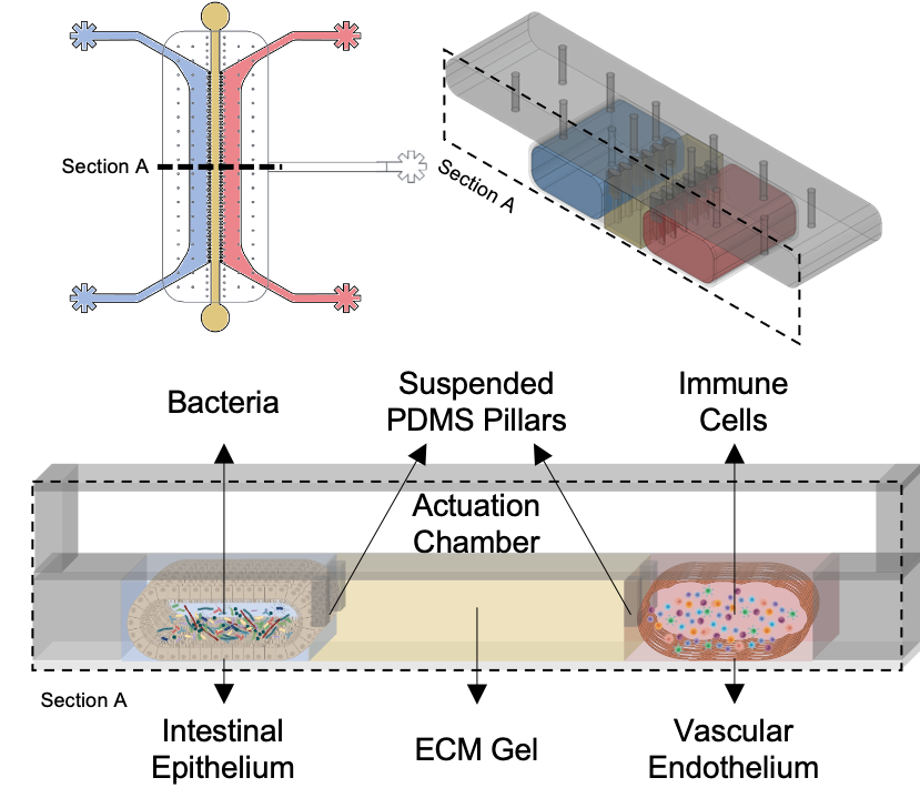 Schematic representation of the gut-on-chip consisting of a culture layer containing human cells and an actuation chamber to recreate intestinal peristalsis